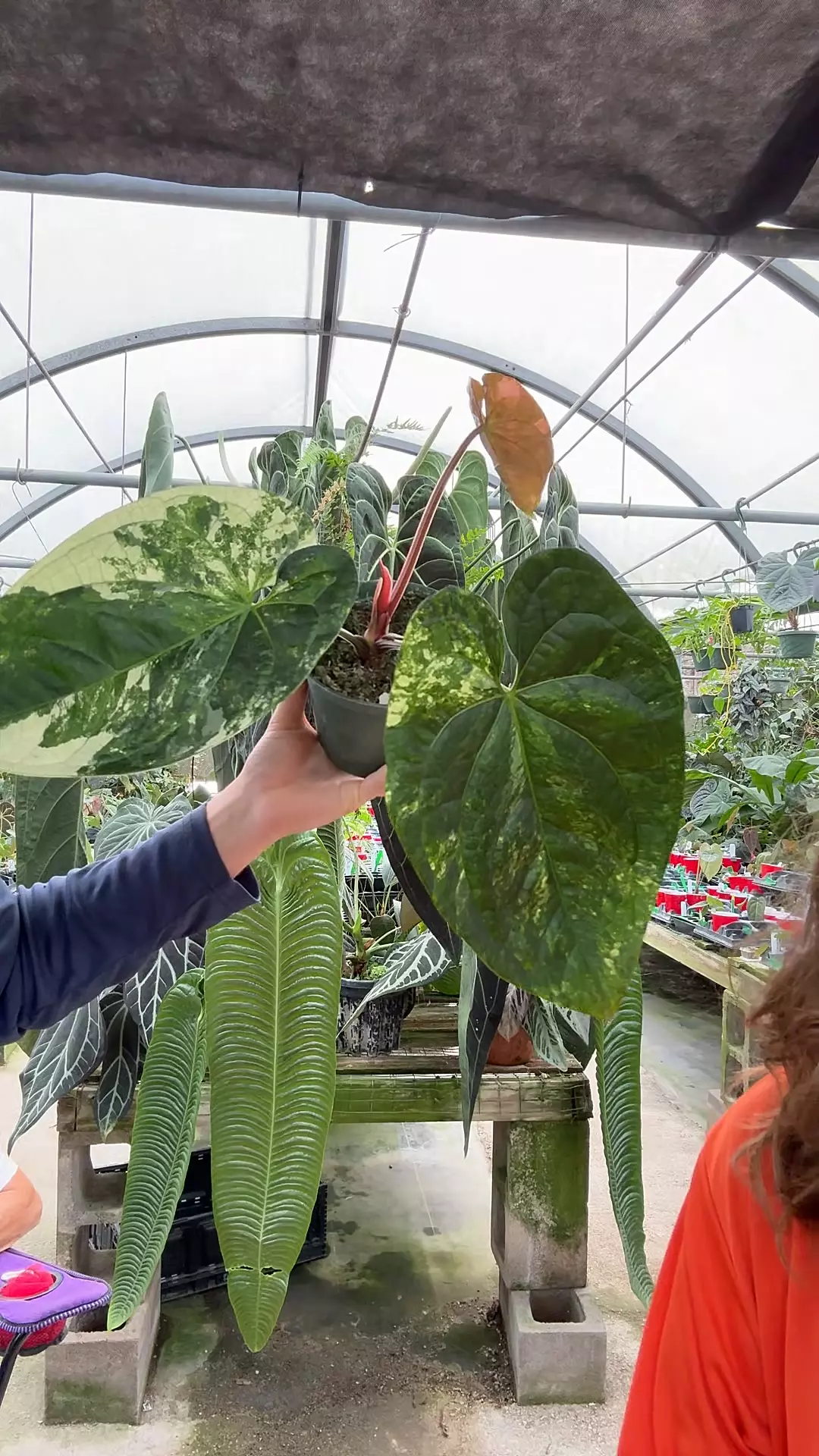 plant/jungle giant  x lux-0