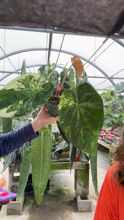 plant/jungle giant  x lux-0-thumbnail