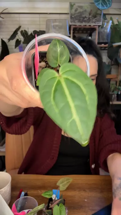 plant/A8 Zara Michelle x Carla Crystal-0-thumbnail