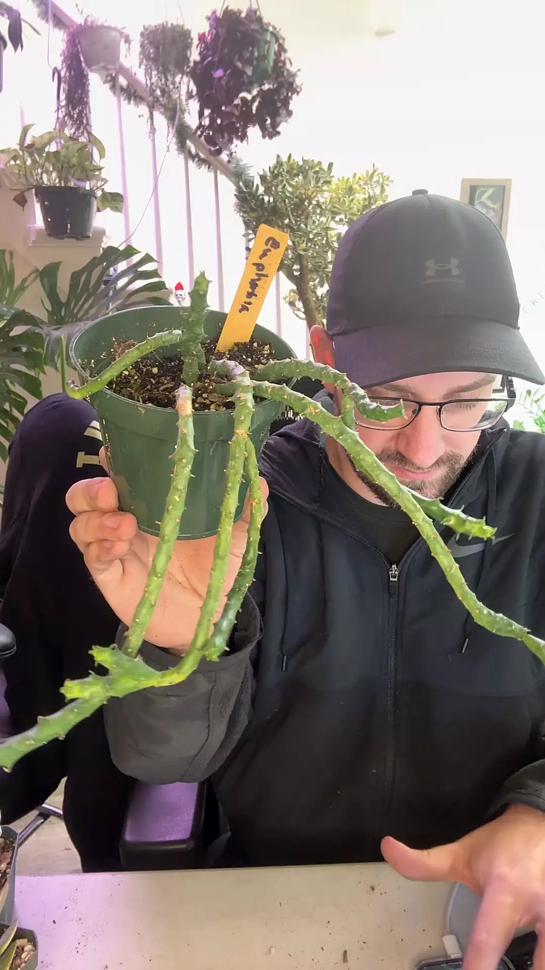 plant/euphorbia ornithopsis-0