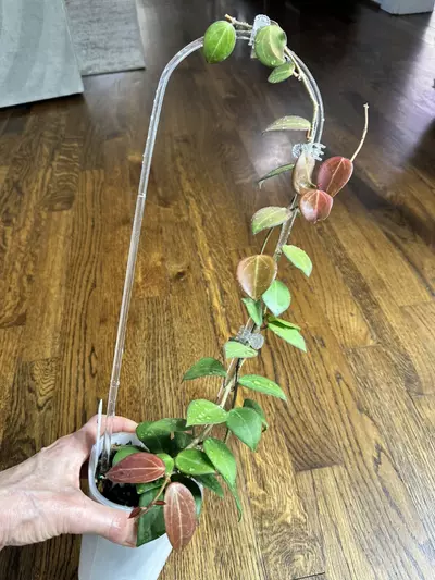 plant/0459 Hoya ‘Aramelon’ (UPT012)-0-thumbnail