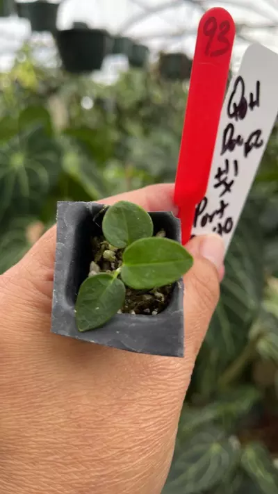 plant/R93 QOH Doc f2 #1 x Port Dorito-0-thumbnail