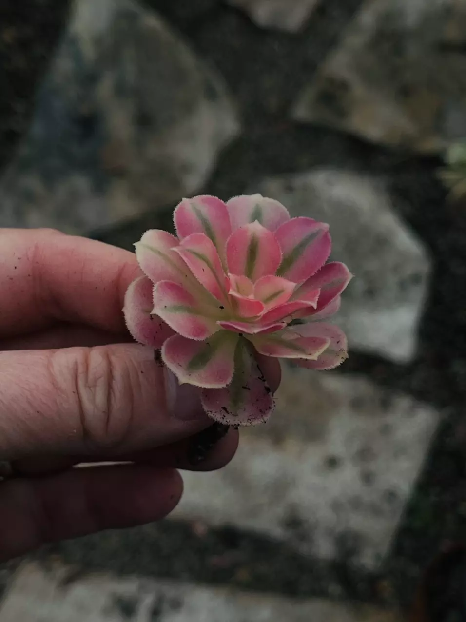 plant/Aeonium Pink Witch Cutting-0