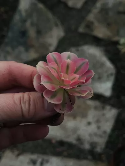 plant/Aeonium Pink Witch Cutting-0-thumbnail
