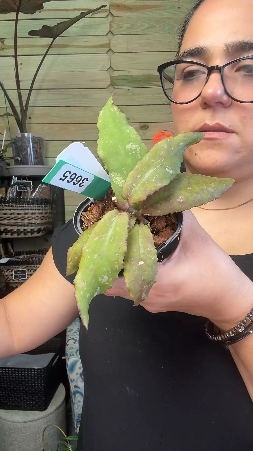 plant/3665 Undulata red-0