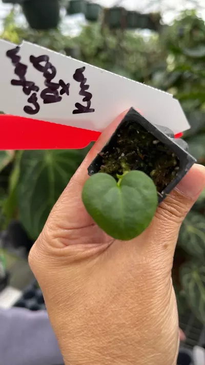 plant/R92 Eastern Dress x Kuna-0-thumbnail