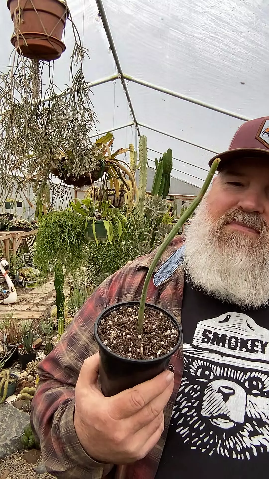 plant/Euphorbia Enterophora 5”-0