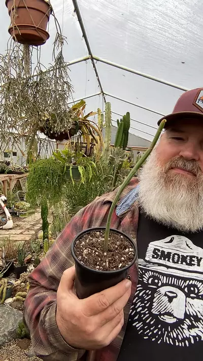 plant/Euphorbia Enterophora 5”-0-thumbnail