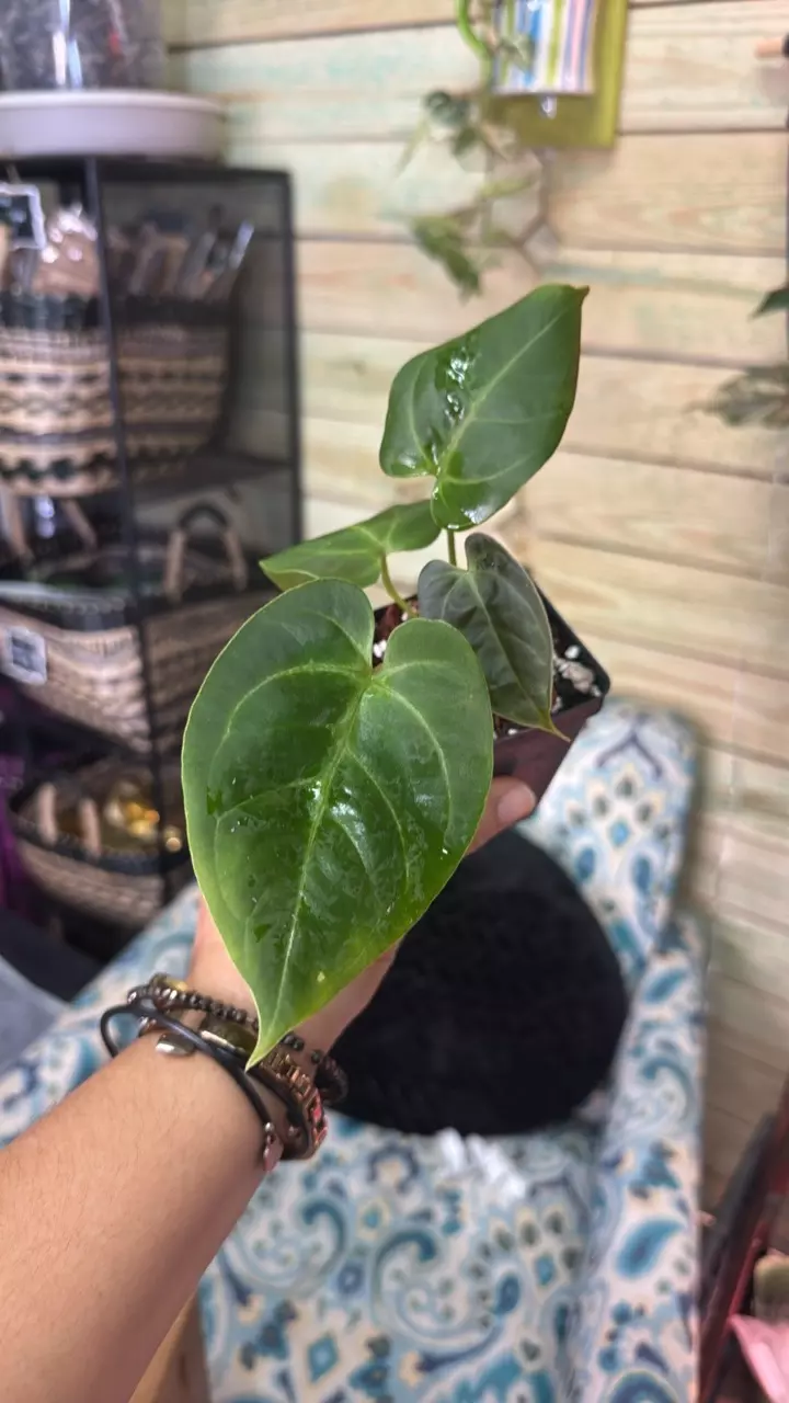 plant/3414 A. Red Mag x Blue Pap (my cross)-0