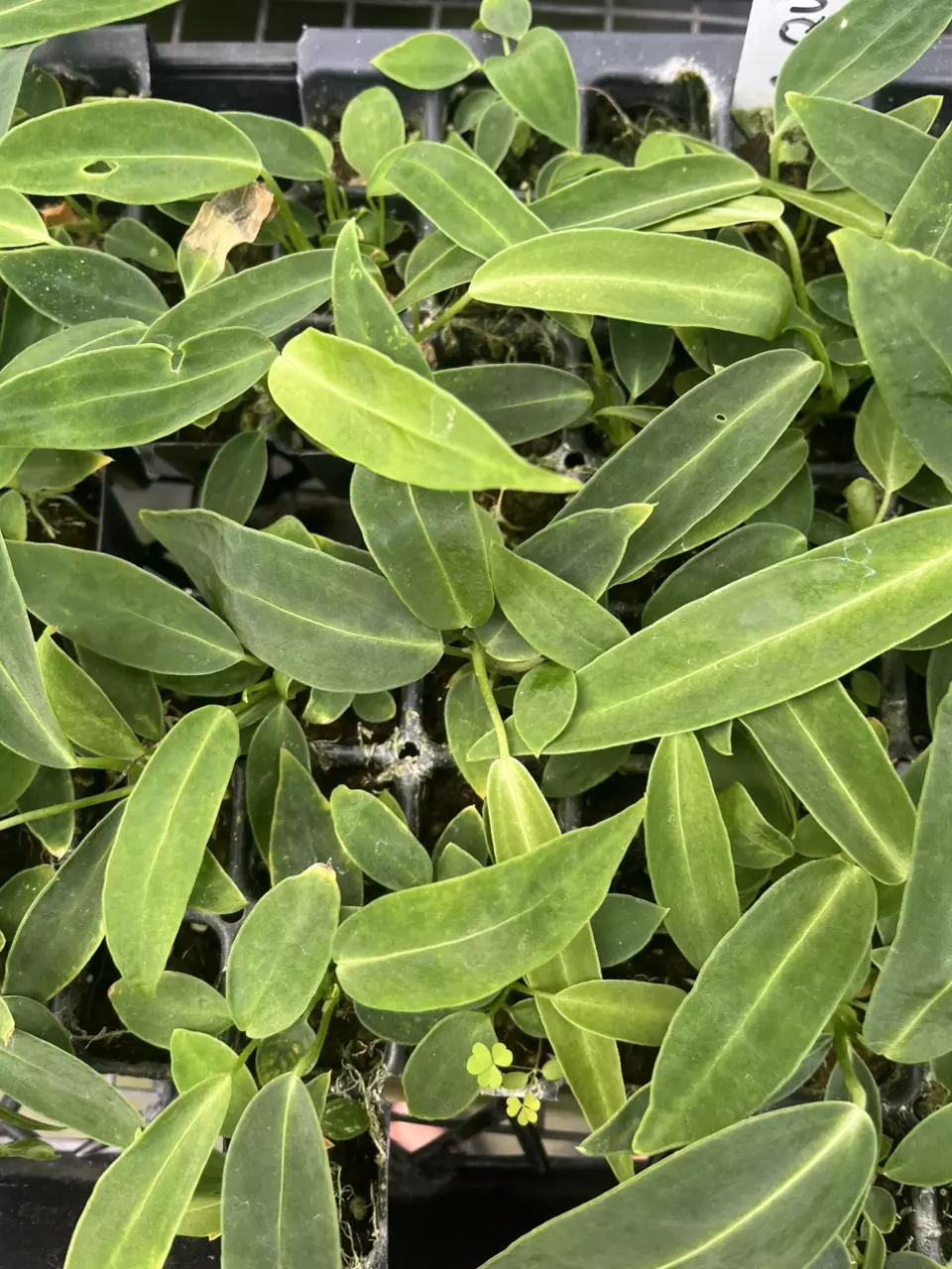 plant/One plug Queen-0