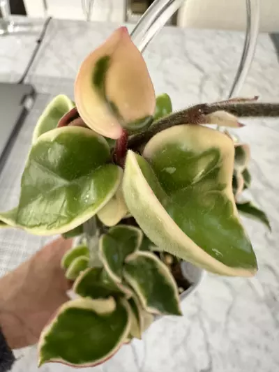 plant/0462 Hoya compacta variegated-3-thumbnail
