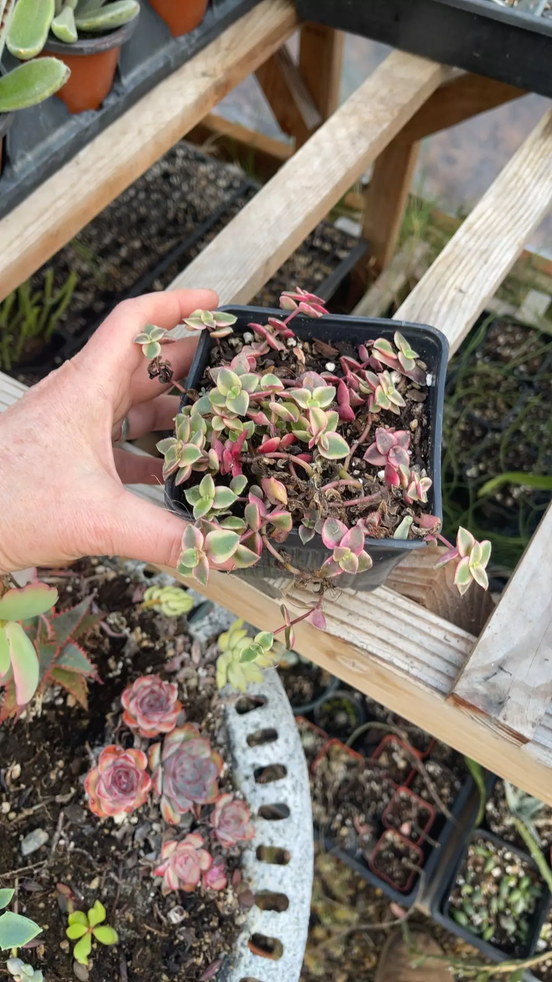 plant/Crassula Calico Kitten 5”-0