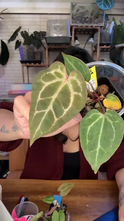 plant/A7 NSE Red Crystal x RC SKG Silver Werewolf Blister - WONKZ-0-thumbnail