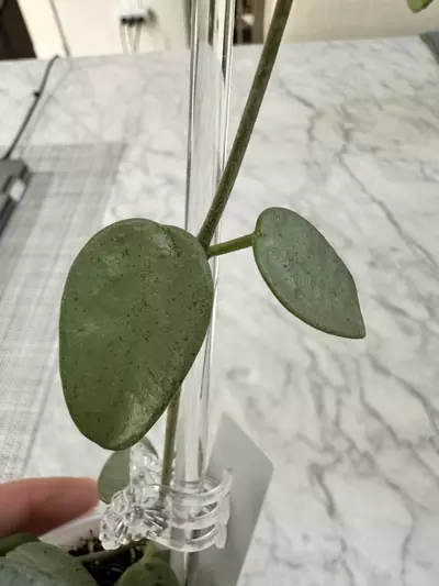 plant/0467 Hoya lima silver-4-thumbnail