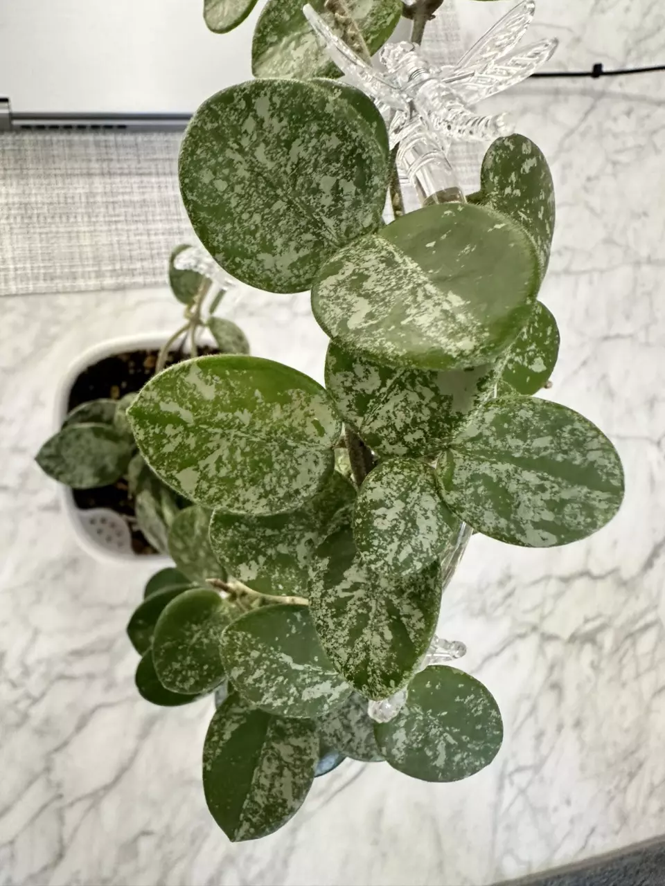 plant/0466 Hoya mathilde splash-2