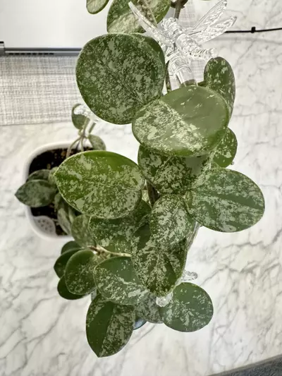 plant/0466 Hoya mathilde splash-2-thumbnail