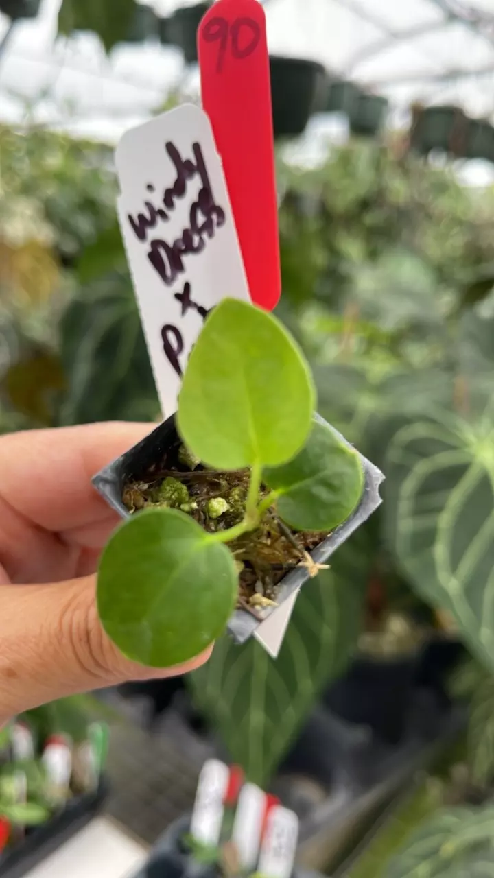 plant/R90 Windy Dress x Port Dorito-0