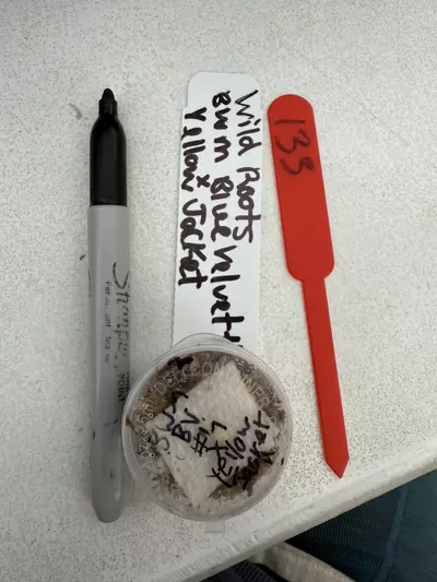 plant/R133 Black Widow Miche x Blue Velvet #4 X YellowJacket (seed-0-thumbnail