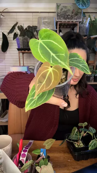 plant/A6 Pure Magnificum bb-0-thumbnail