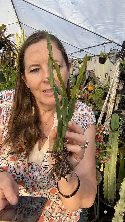 plant/Rhipsalis Paradoxa 5”-0-thumbnail