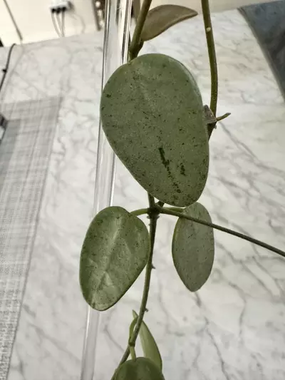 plant/0467 Hoya lima silver-3-thumbnail