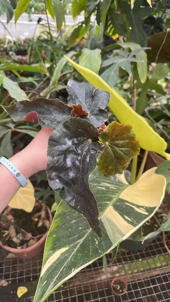 plant/PS-1054 (RT) Begonia 'Steve's Leaves Cierge Magique'-0