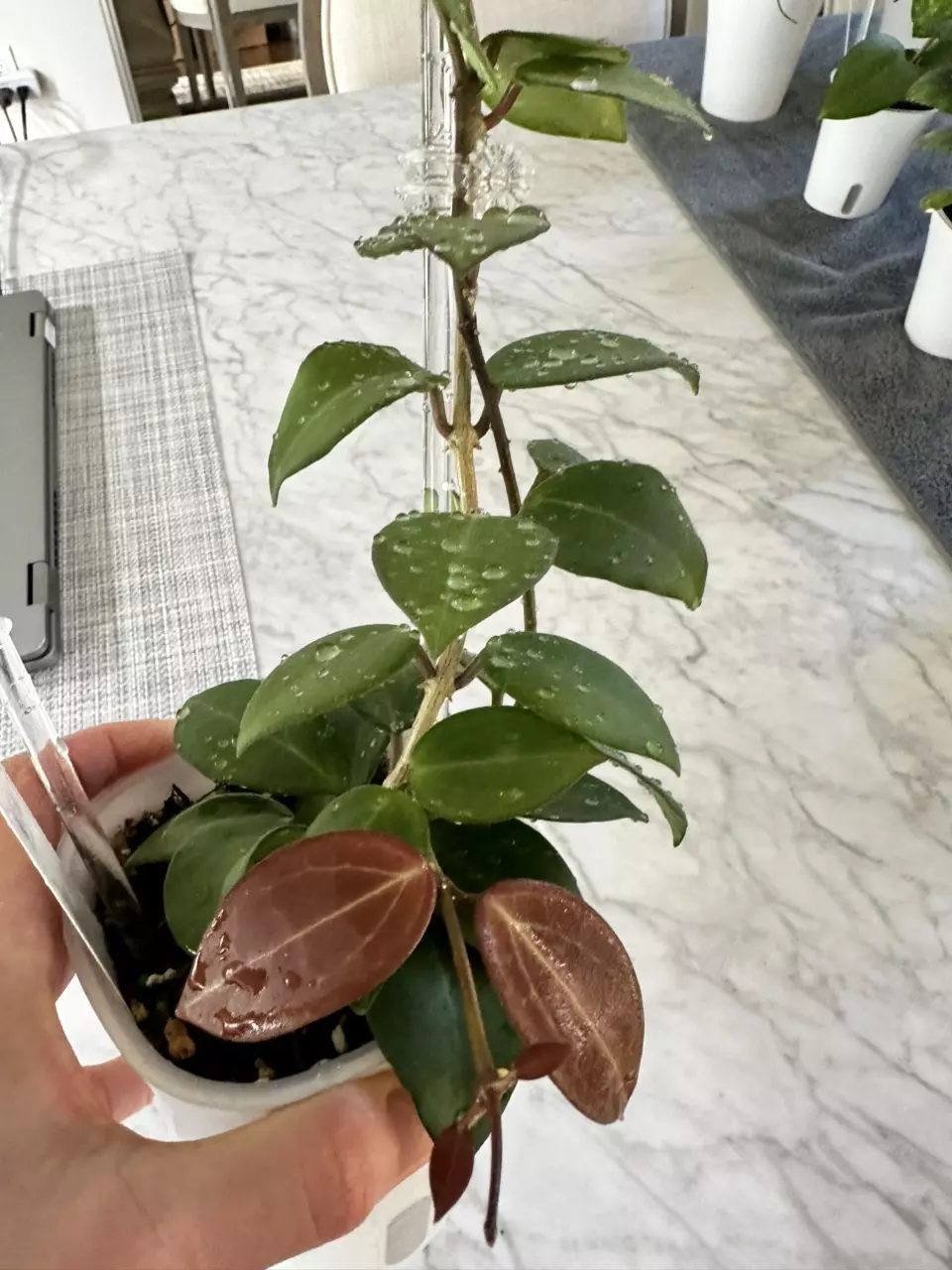 plant/0459 Hoya ‘Aramelon’ (UPT012)-1