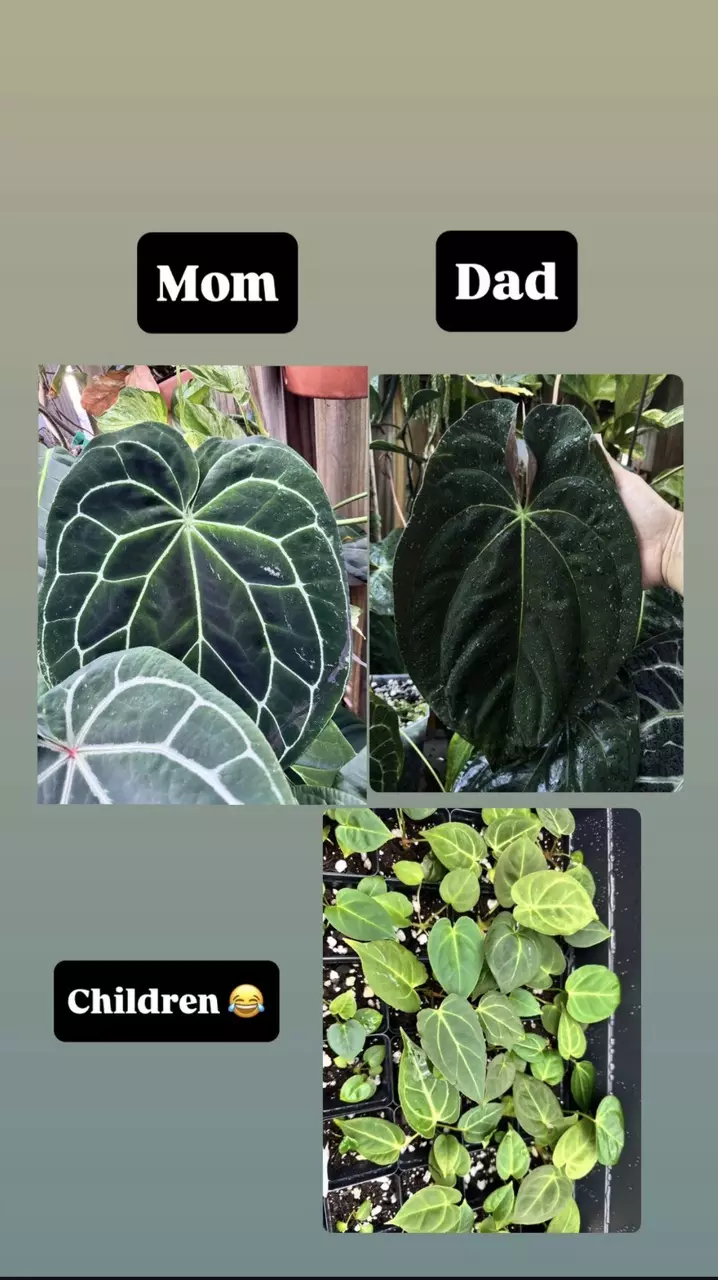 plant/3714 A. Red Mag x Blue Pap (my cross)-1