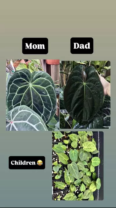 plant/3714 A. Red Mag x Blue Pap (my cross)-1-thumbnail