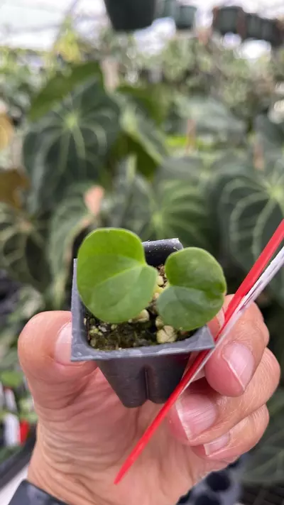 plant/R91 Eastern Dress x Kona-0-thumbnail