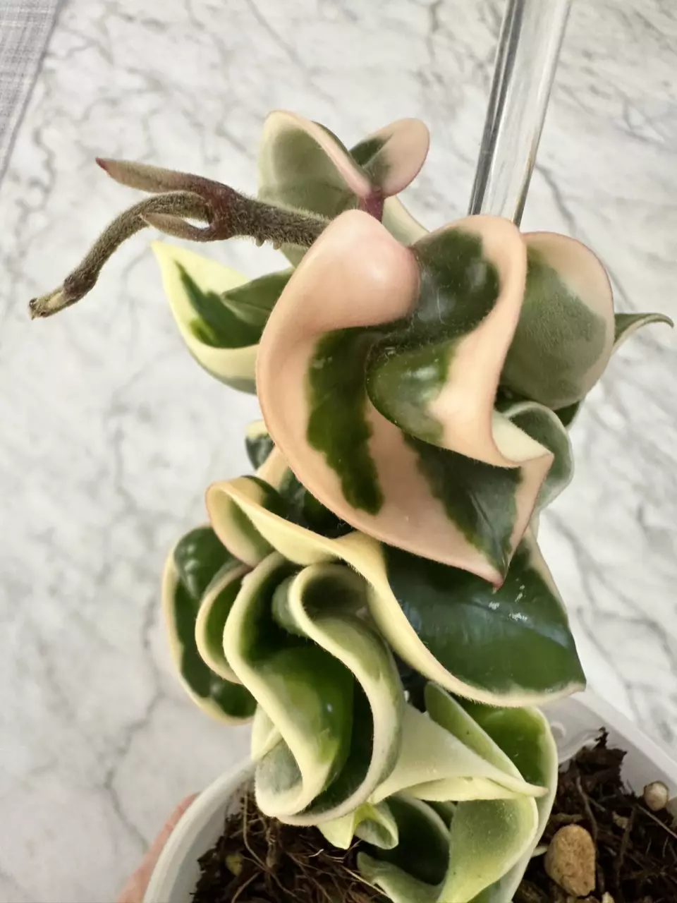 plant/0462 Hoya compacta variegated-1