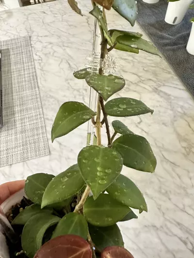 plant/0459 Hoya ‘Aramelon’ (UPT012)-3-thumbnail