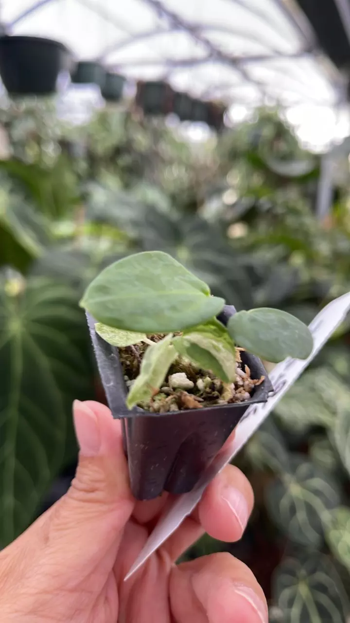 plant/R102 Blue Velvet #2 x Port Dorito-1