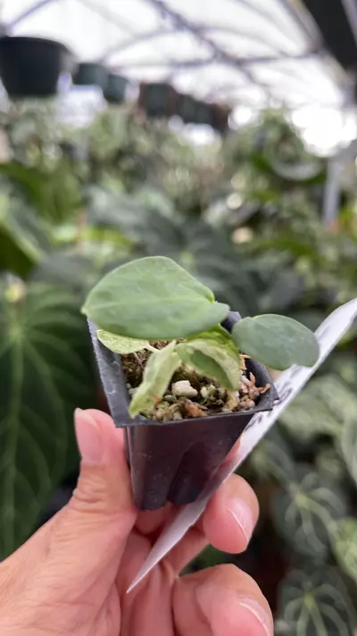 plant/R102 Blue Velvet #2 x Port Dorito-1-thumbnail