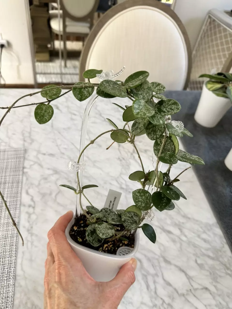 plant/0466 Hoya mathilde splash-0