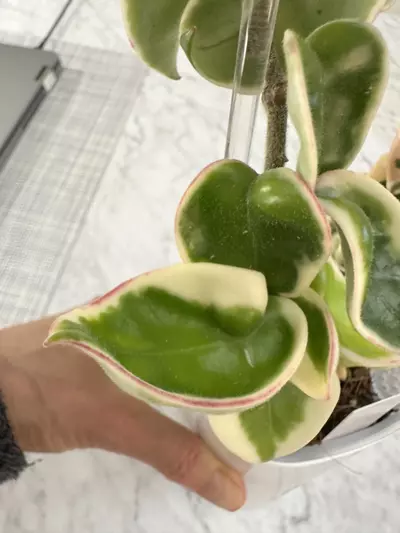 plant/0462 Hoya compacta variegated-2-thumbnail