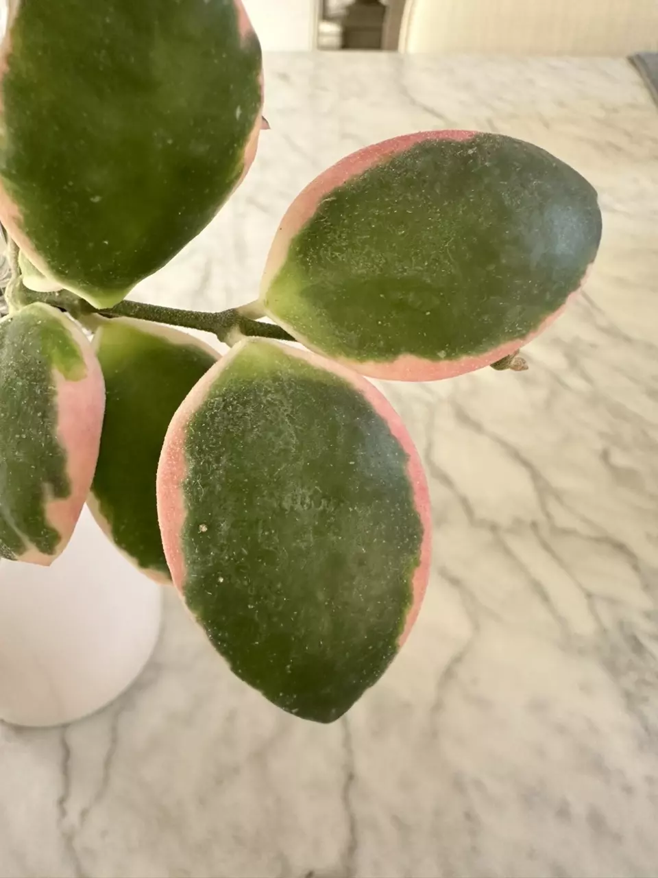 plant/0461 Hoya incurvula ‘Palta’-3