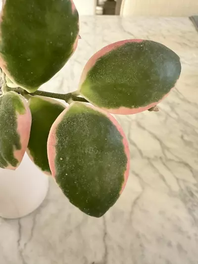 plant/0461 Hoya incurvula ‘Palta’-3-thumbnail