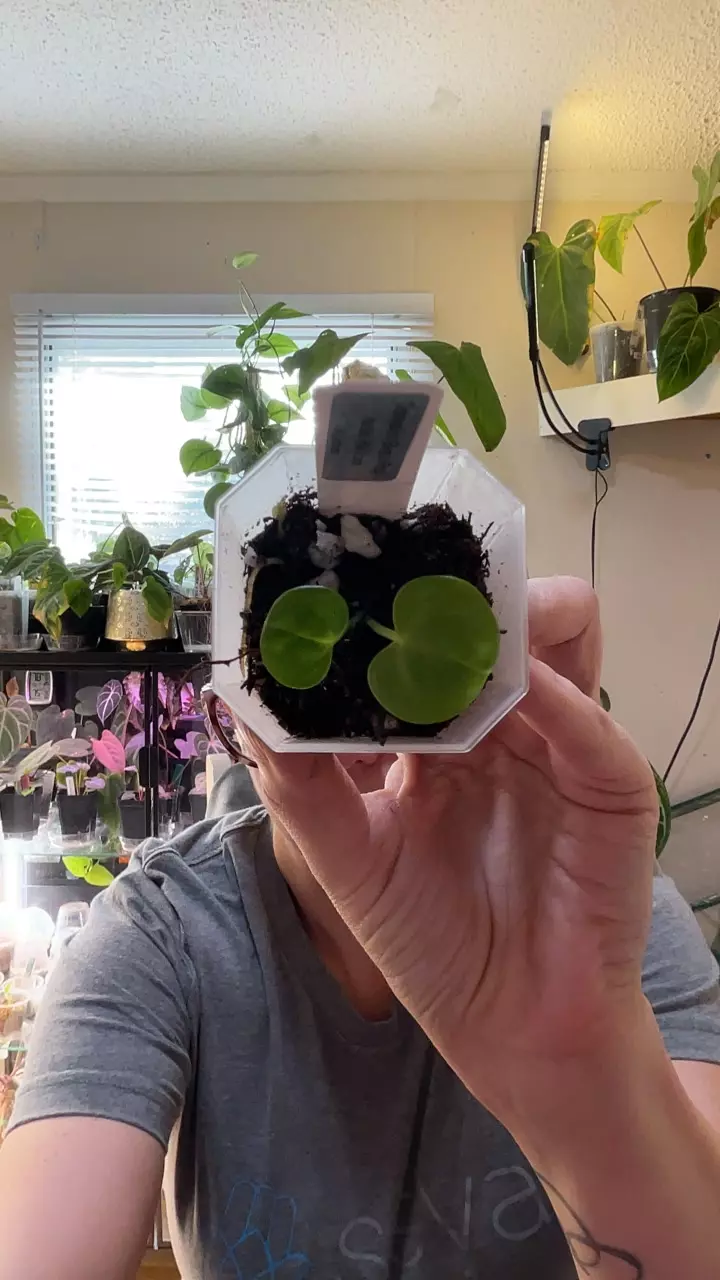 plant/#0195 Doryaki x (Bvep x Pap)-0