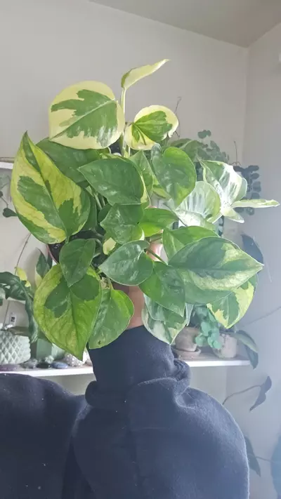 plant/lizard pothos-0-thumbnail