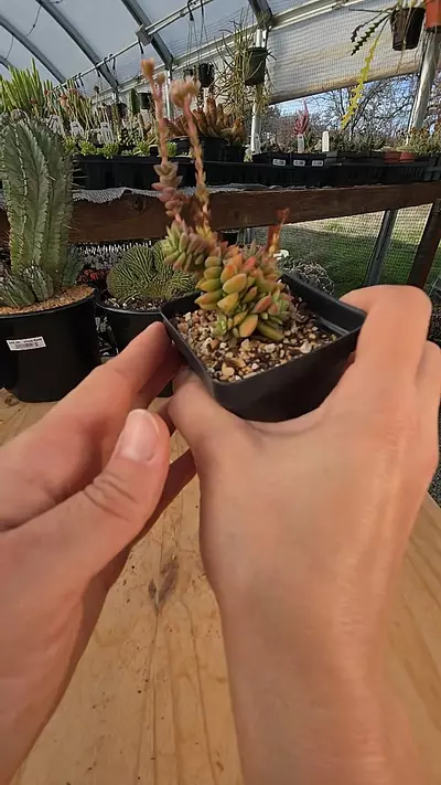plant/crassula justi corderoyi 2.5" pot-0-thumbnail