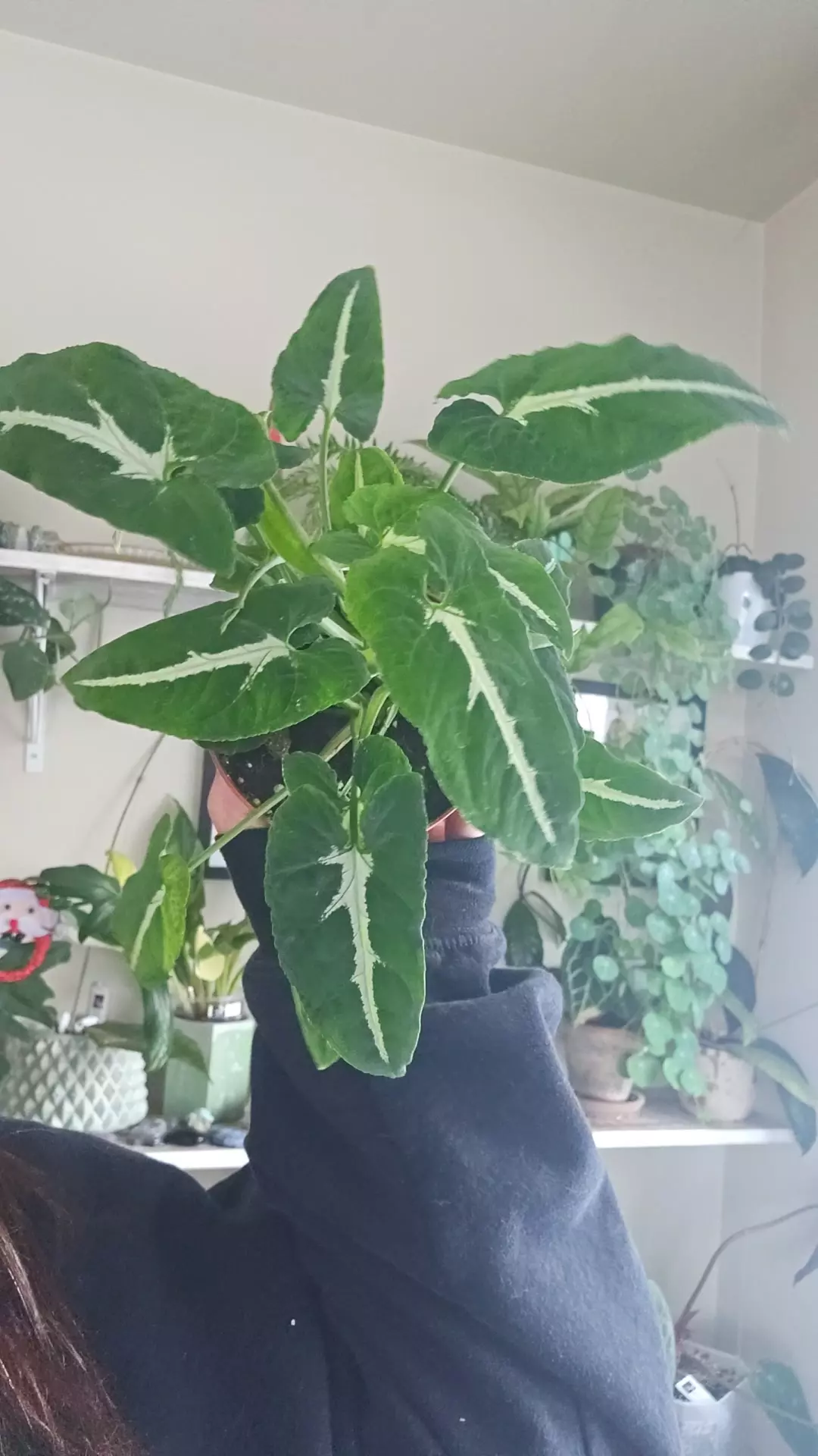 plant/syngonium silver goose-0