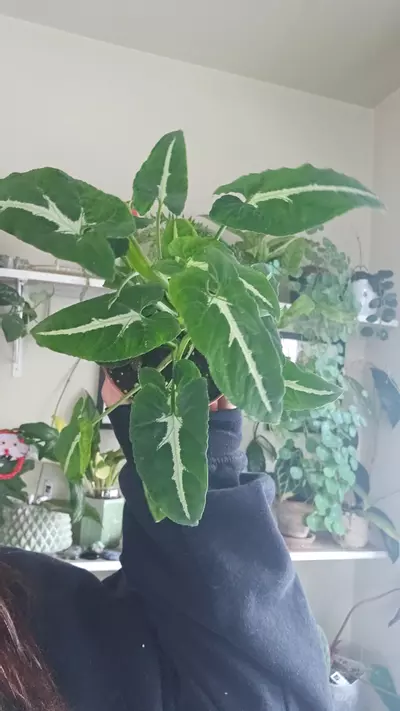 plant/syngonium silver goose-0-thumbnail