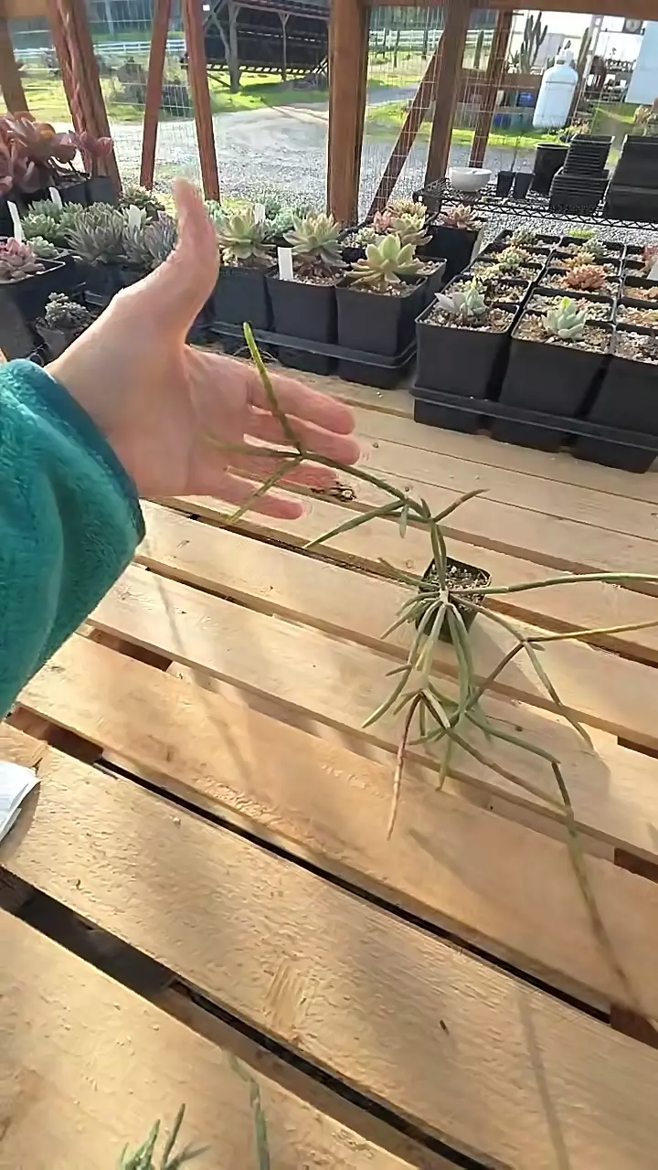 plant/Rhipsalis floccosa-0