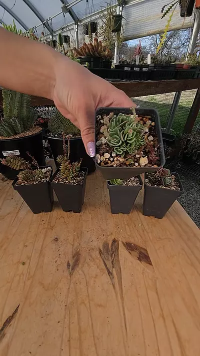 plant/Crassula susannae 2.5" pot-0-thumbnail