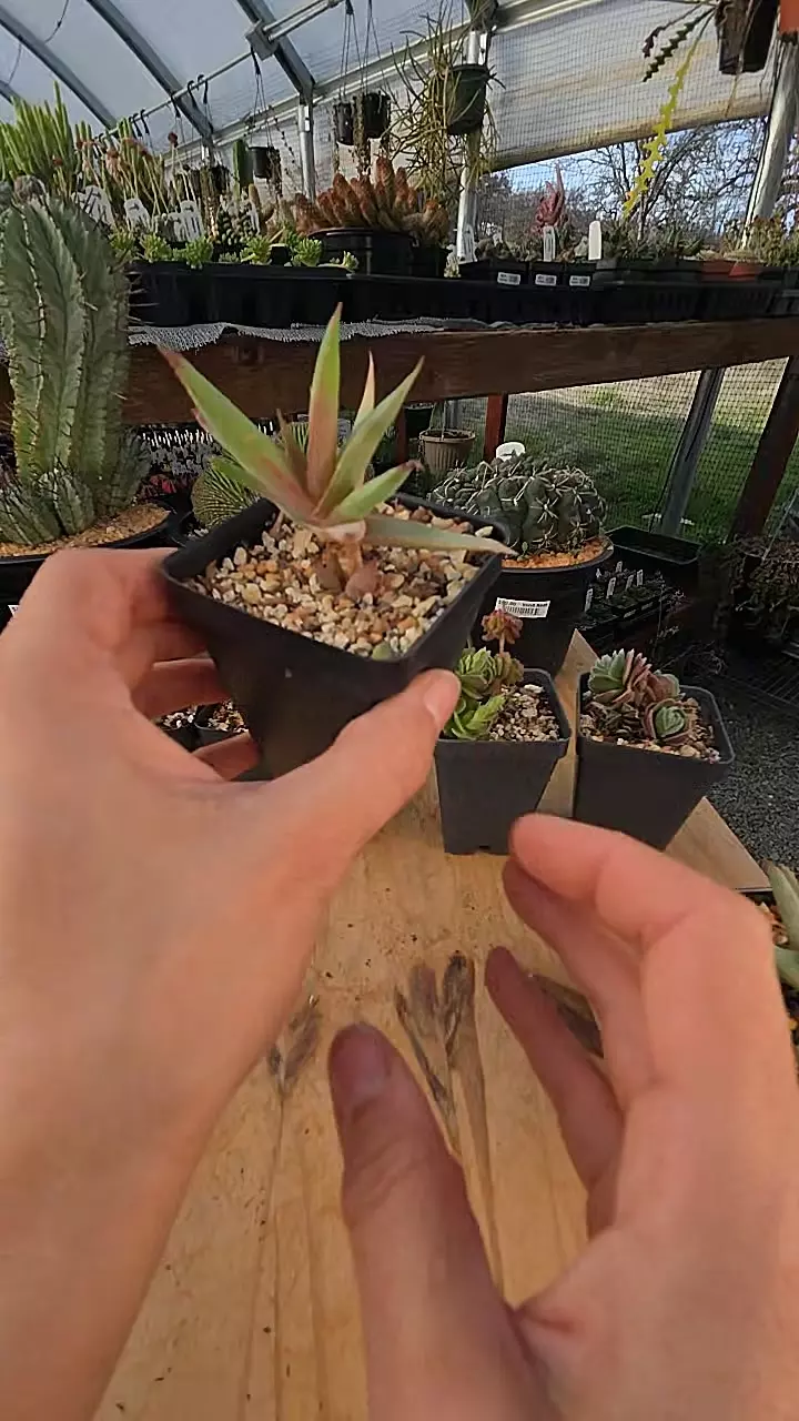 plant/Aloe lineata "strap form" 2.5" pot-0