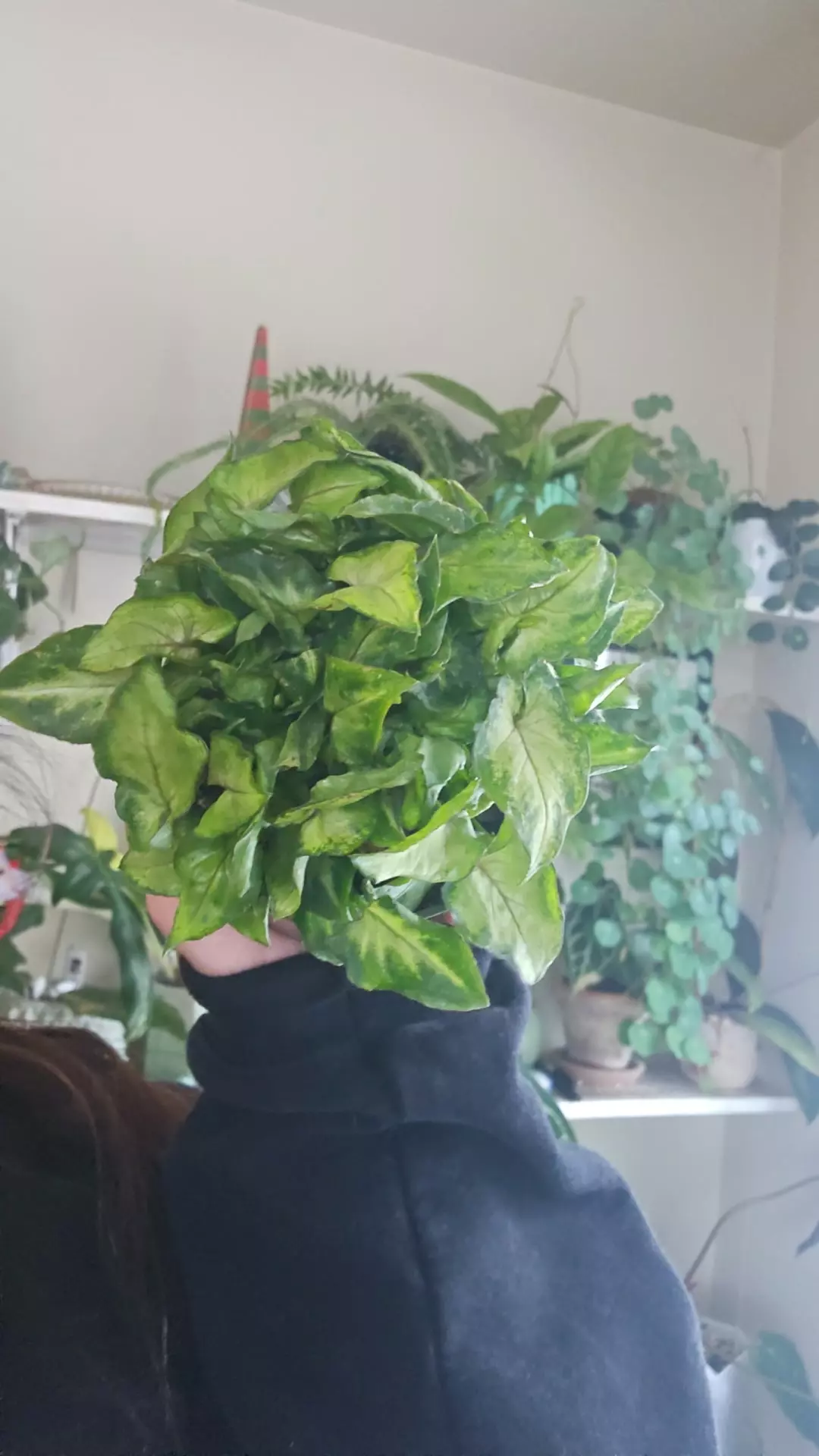 plant/syngonium yami redwine-0