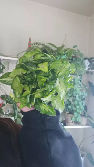 plant/syngonium yami redwine-0-thumbnail