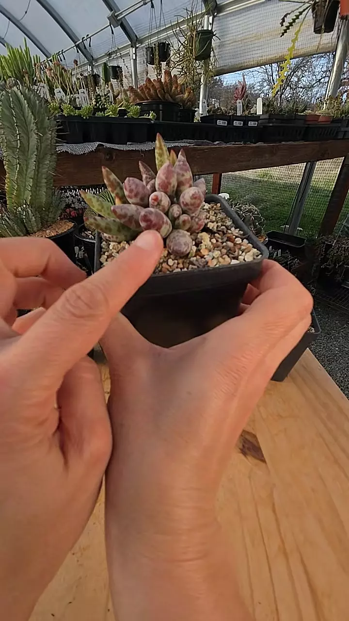 plant/Adromischus sp. 3.5" pot-0