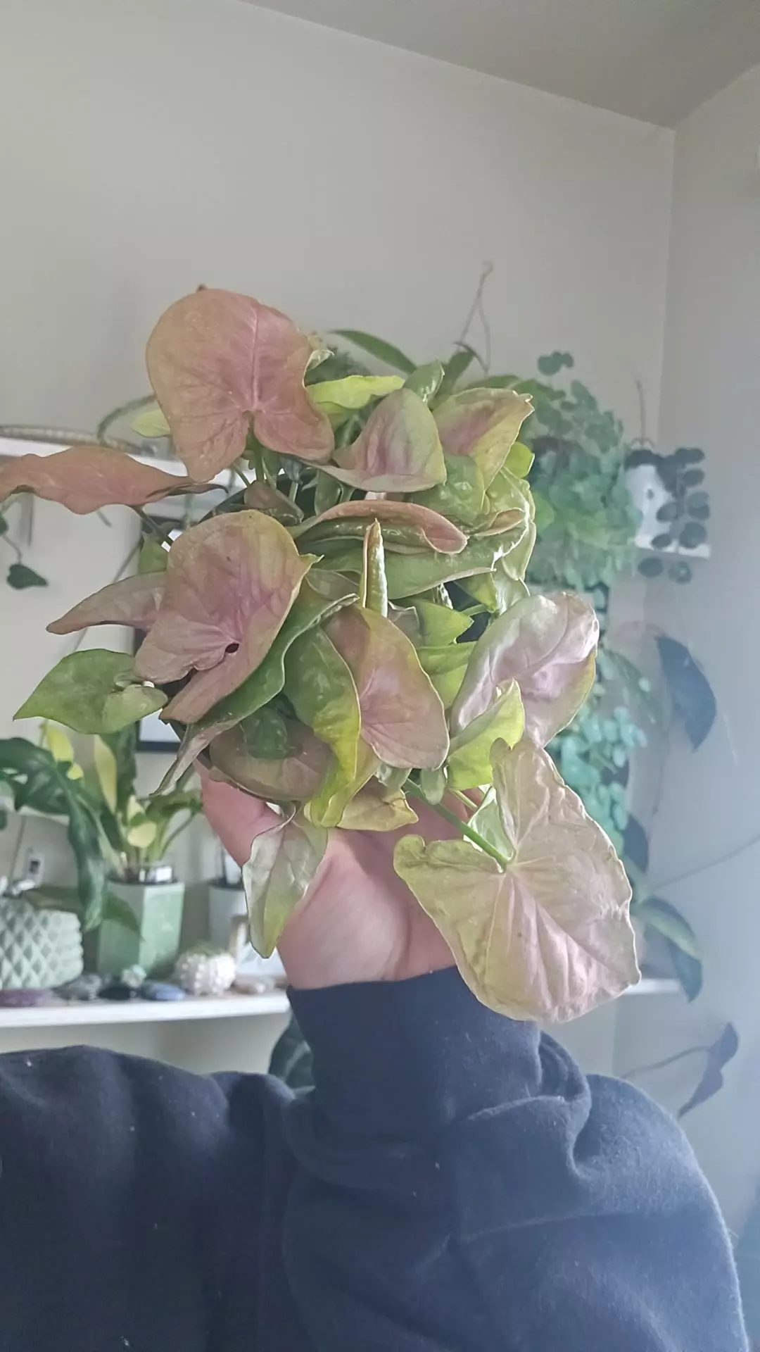 plant/syngonium lava-0